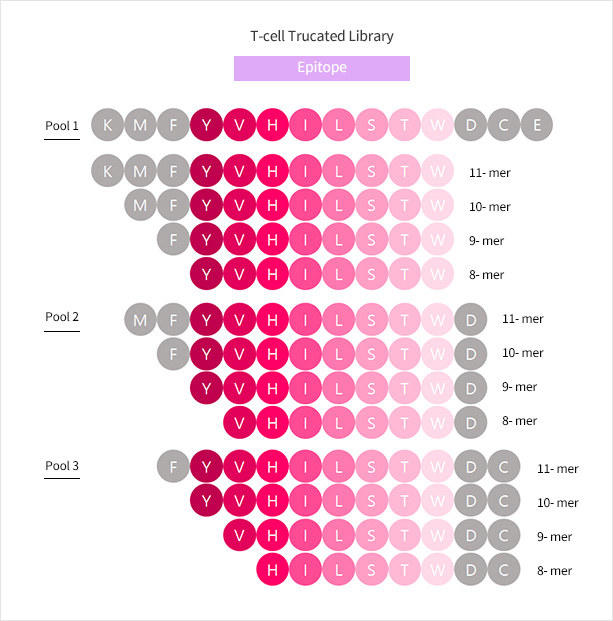 T-Cell Truncated Library